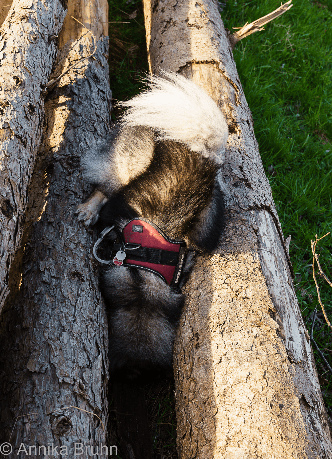 Ob da noch Ostereier versteckt sind.